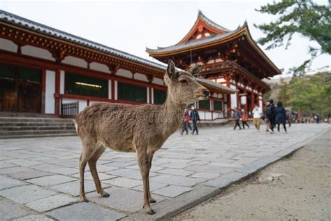 Deer and Todaiji Temple editorial photo. Image of background - 148334686