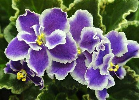 20 Different African Violet Varieties (With Photos) - Garden Lovers Club