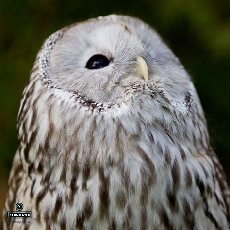 Ural owl | Owl, Birds, Bird