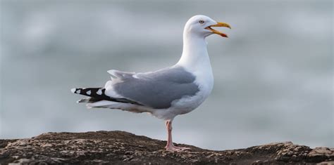 4 Birds That Represent Hope - Sonoma Birding