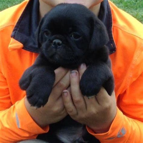 Kristoff Male Japug ( Pug X Japanese Chin) for Sale in Abilene, Kansas Classified ...