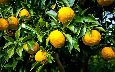 Yuzo Citron Trees For Sale Online | The Tree Center