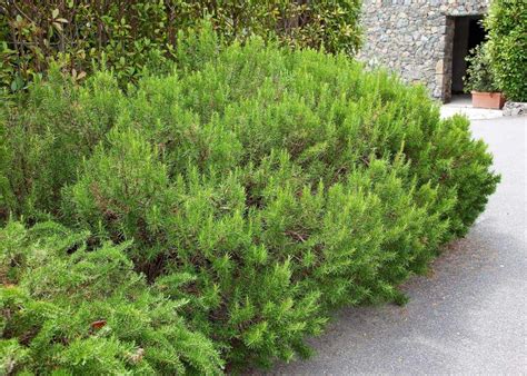 Rosemary hedge 🌿 🍃 Creating aromatic borders for your garden