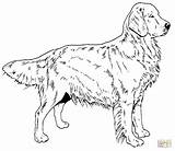 Yellow Lab Coloring Pages At Getdrawings Free Download  Riset sketch template
