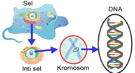 Struktur Kromosom – Ilmu Pengetahuan Dasar