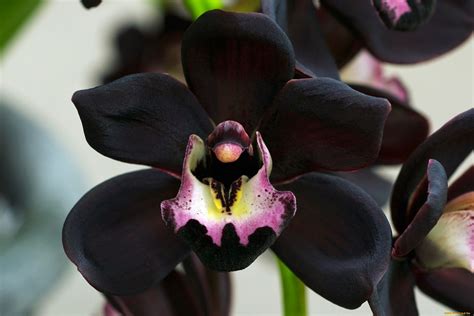 Black Orchids: A Fascinating Journey and Care Guide for These Exotic ...