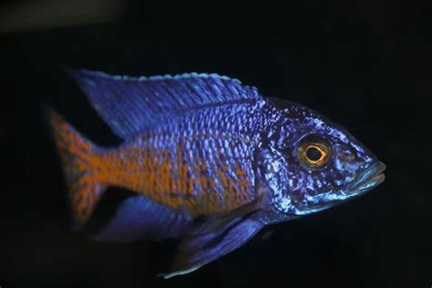 Ngara Flametail | African cichlids, Cichlids, Peacock photos