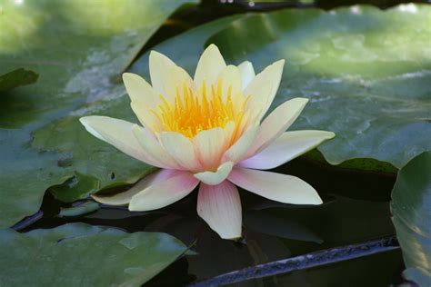 Yellow water lily 1 Free Photo Download | FreeImages