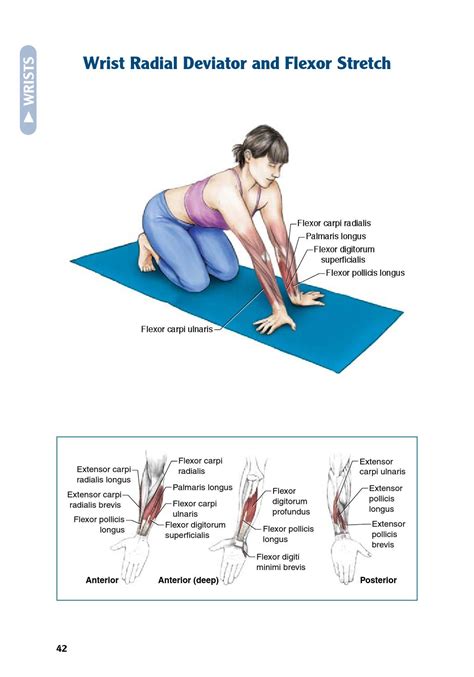 Extensor Digitorum Longus Stretch