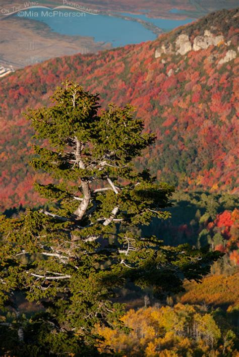 Fall Colors In The Wasatch Mountains Plus A Male Dusky Grouse – On The Wing Photography