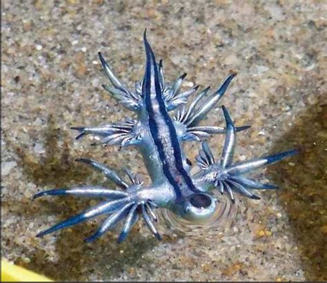 This blue sea slug is 🔥🔥🔥 : r/NatureIsFuckingLit