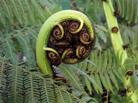 The koru – Māori creation traditions – Te Ara Encyclopedia of New Zealand