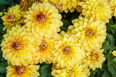 Yellow Chrysanthemums | High-Quality Nature Stock Photos ~ Creative Market