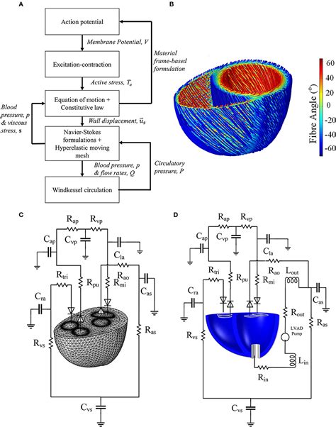 Frontiers | A Multiphysics Biventricular Cardiac Model: Simulations With a Left-Ventricular ...