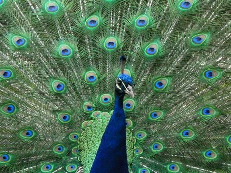 Peacock Symbolism; A message - Spirit Animal Totems