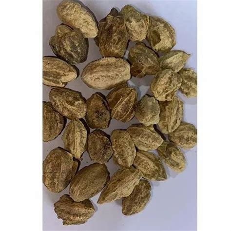 Terminalia Chebula Seeds, Packaging Type: HDPE Bag, Packaging Size: 1 Kg at Rs 100/kg in ...