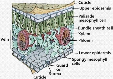 Leaf Cross Section Diagram