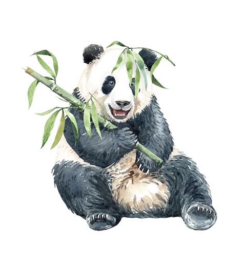 Watercolor Panda with Bamboo 669950 Vector Art at Vecteezy