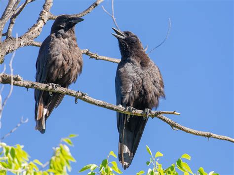 Crow Nesting (Behavior, Location, Eggs + FAQs) | Birdfact