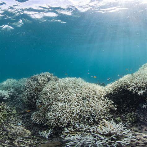 Dying Coral Reefs Global Warming