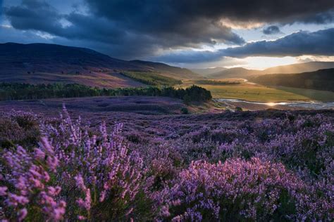 Moorland carpeted with blooming heather, Aberdeenshire, Scotland ...