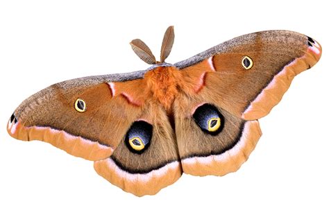 Moths | Bay Area | Insect Information | Killroy Pest Control