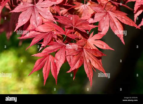 Leaves of Acer palmatum Stock Photo - Alamy