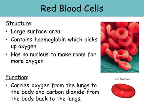 KS3 Revision - Animal, Plant & Specialised Cells | Teaching Resources