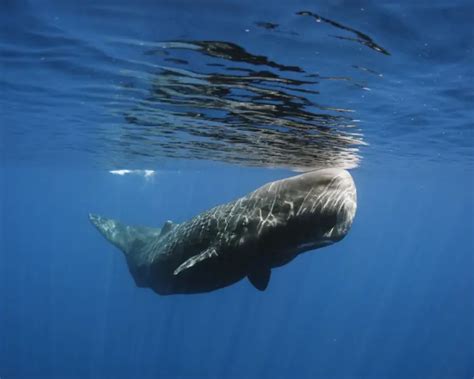 Sperm Whale - Facts, Diet, Habitat & Pictures on Animalia.bio