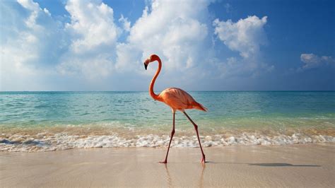 Flamingo Beach Wallpapers - Top Free Flamingo Beach Backgrounds ...