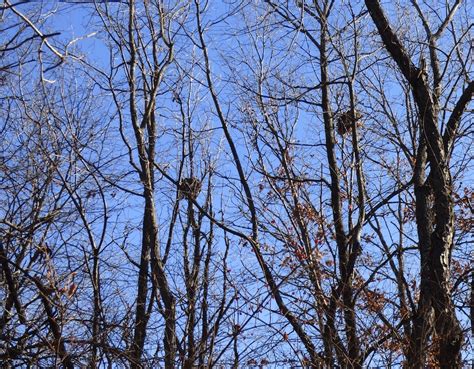 Tree Squirrel Nest High Up In A Tree In Soft Focus - HooDoo Wallpaper