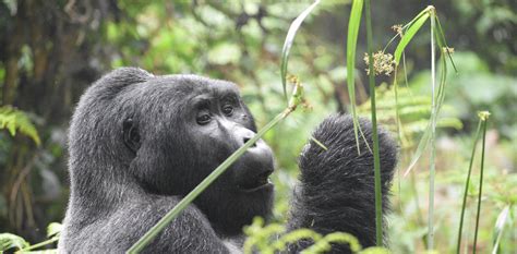 3 Days Rwanda Gorillas & Mount Bisoke Hiking Safari - Africa Runners ...