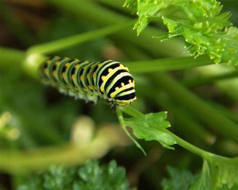 Eastern Black Swallowtail Caterpillar - Pentax User Photo Gallery