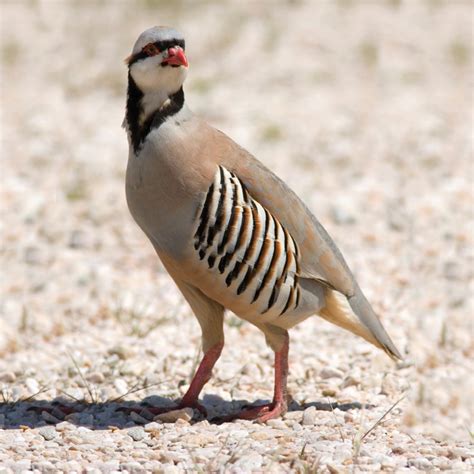 Murray McMurray Hatchery - Chukar Partridge