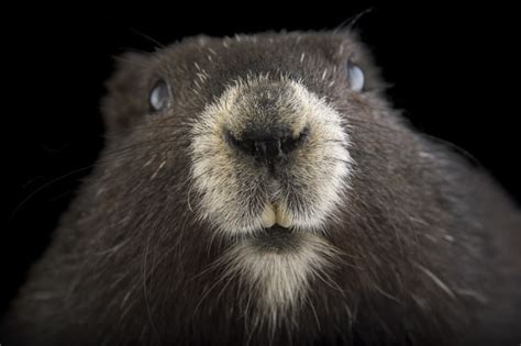 Photo Ark Home Critically Endangered Vancouver Island Marmot | National Geographic Society