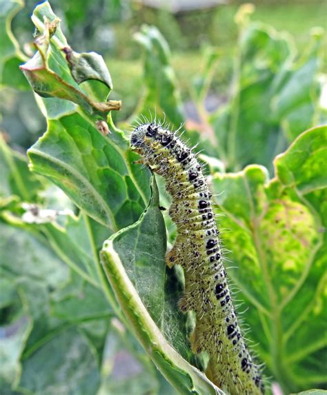 Large White Butterfly Caterpillar - Pieris brassicae | Flickr