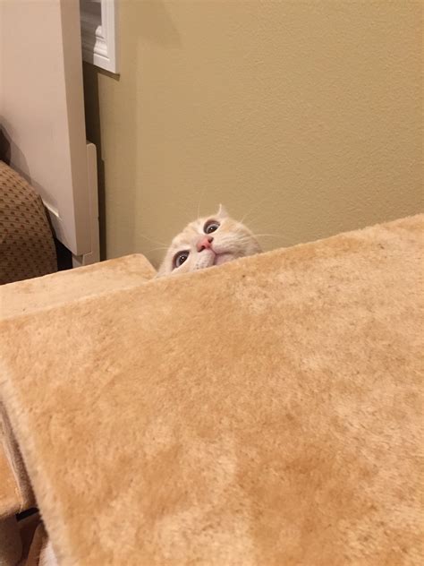 PsBattle: This cat peeking over the edge. : r/photoshopbattles