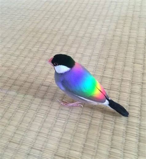 My first thought was RGB bird : r/LinusTechTips