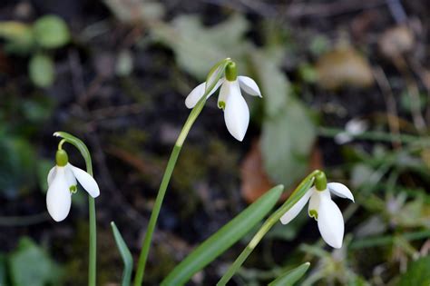 Snowdrop Plant Spring - Free photo on Pixabay - Pixabay