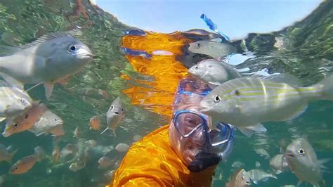 Snorkeling Destin FL East Jetties, Feeding Frenzy - YouTube