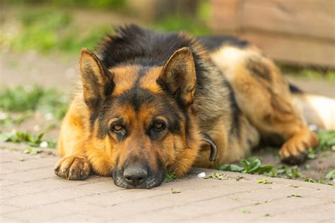 Berger Allemand, race de chien Berger - Berger Australien