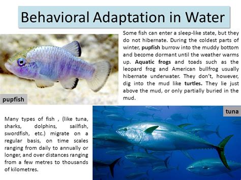 adaptation of aquatic animals ppt - superkingvannuys