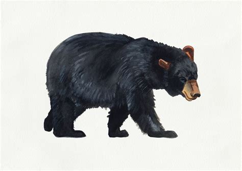 Watercolour Black Bear Drawing Art Print by Emma Fitzgerald | Black bears art, Bear drawing ...