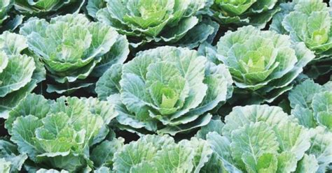 Growing Collard Greens: The Complete Guide to Plant, Care, and Harvest ...