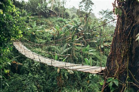 "Wooden Rope Hung Bridge In The Middle Of The Jungle" by Stocksy ...