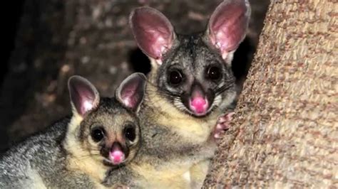 10 Awesome Facts About Australia’s Marsupials - YouTube