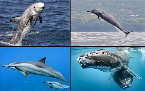 The Coastal Paleontologist: Whale, Dolphin, or Porpoise? A meaningful question about meaningless ...