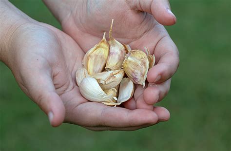 Garlic Bulb Vs Garlic Clove