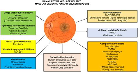 Emerging Pharmacological Targets for Treatment of Dry Age-related Macular Degeneration and ...