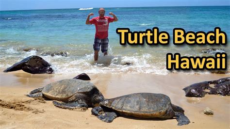 Turtle Beach in Hawaii - Laniakea North Shore Oahu - YouTube